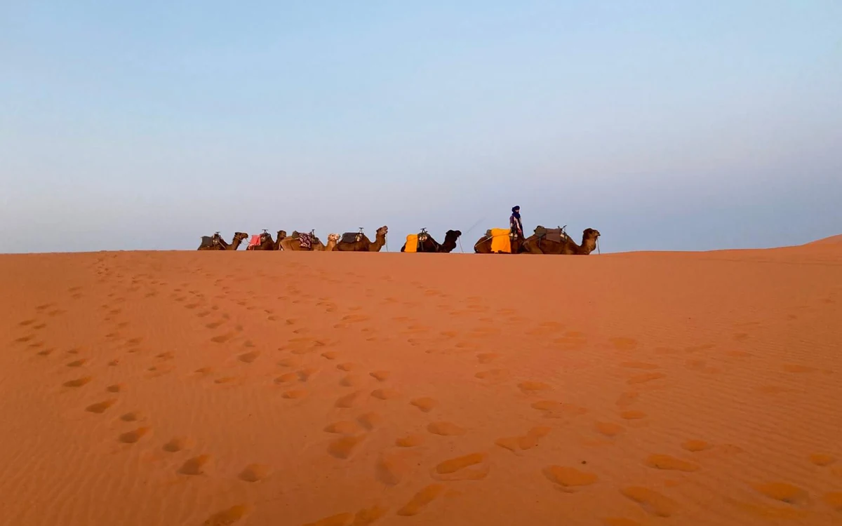 A line of camels resting on a dune crest with footprints across the sand in front of them
